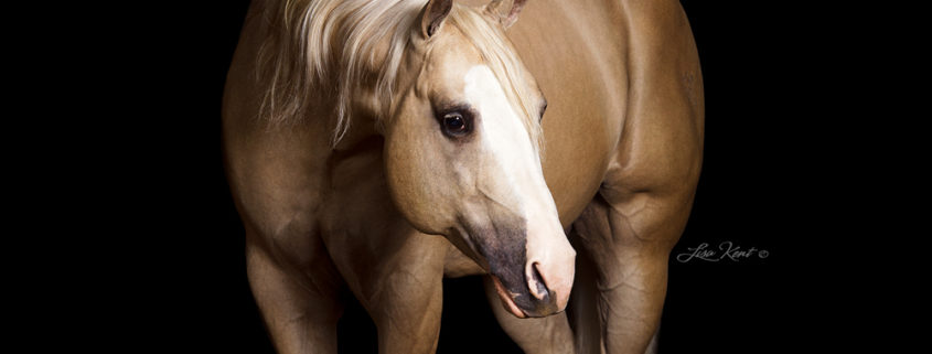 KR Gun Powder, reining stallion. Photo by Lisa Kent ©.
