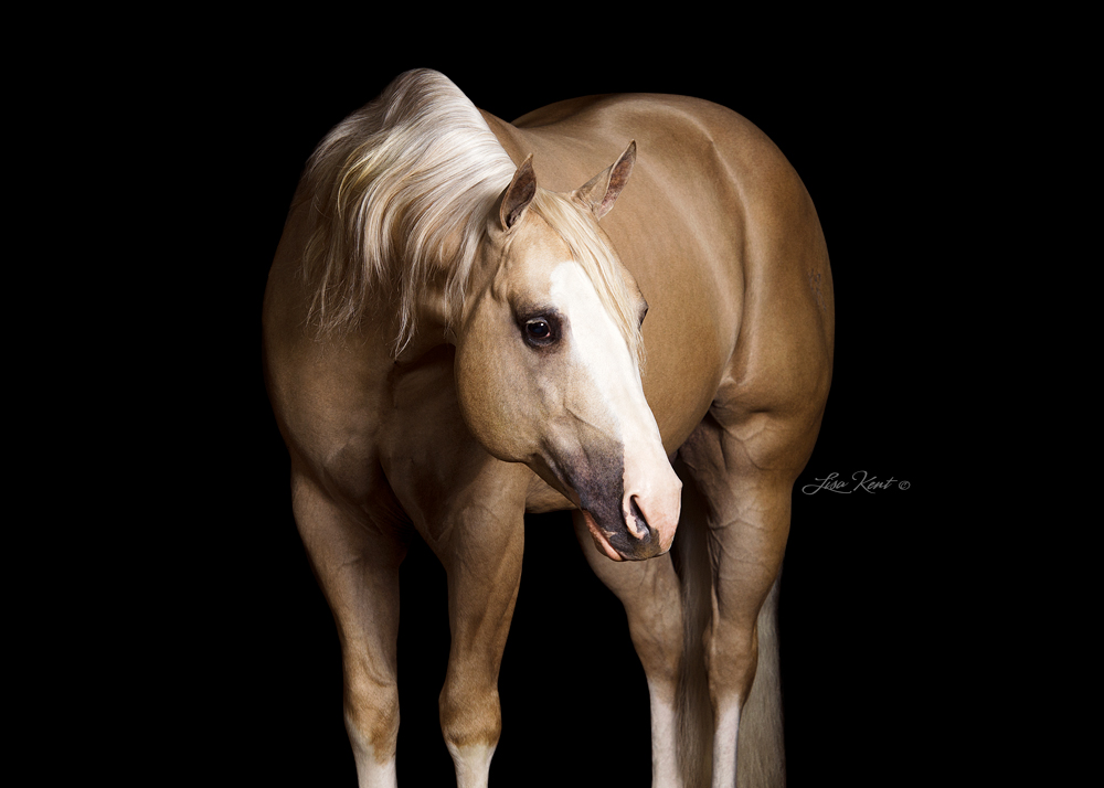 KR Gun Powder, reining stallion. Photo by Lisa Kent ©.