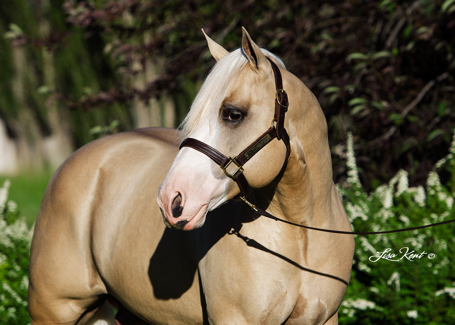 reining horse stallion horse photography