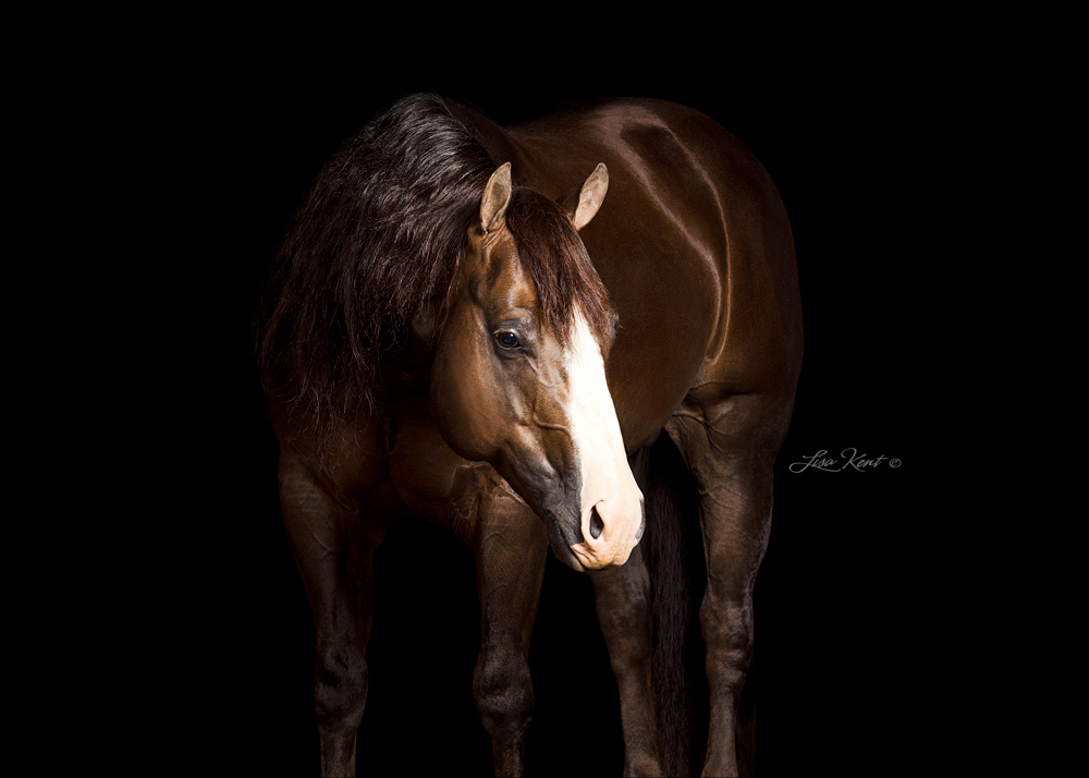 Dun Bein Smart, reining stallion. Photo by Lisa Kent ©.